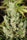 Amnesia Haze - Mandala Seeds Shop Soma Seeds