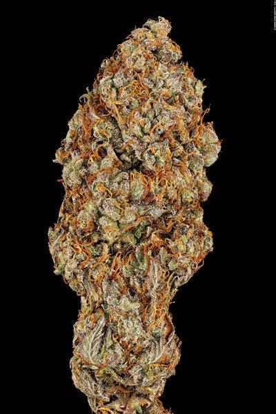 Apricot Candy - Mandala Seeds Shop Paradise Seeds