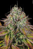 Apricot Candy - Mandala Seeds Shop Paradise Seeds