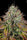Apricot Candy - Mandala Seeds Shop Paradise Seeds
