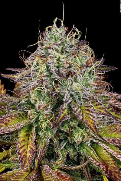 Apricot Candy - Mandala Seeds Shop Paradise Seeds