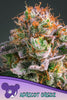 Apricot Oreoz - Mandala Seeds Shop Anesia