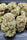 Auto Bubble Gum - Mandala Seeds Shop Cheap Feminized Seeds