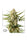 Auto Cinderella Jack - Mandala Seeds Shop Dutch Passion