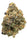 Auto Cookies - Mandala Seeds Shop Cheap Feminized Seeds