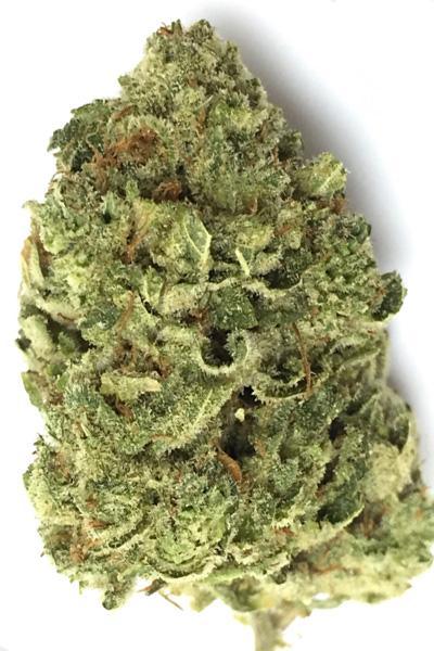 Auto Gorilla - Mandala Seeds Shop Cheap Feminized Seeds