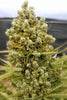 Auto Malawi x Northern Lights - Mandala Seeds Shop Ace Seeds
