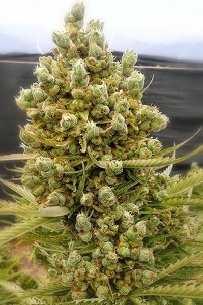 Auto Malawi x Northern Lights - Mandala Seeds Shop Ace Seeds