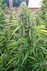 Auto Malawi x Northern Lights - Mandala Seeds Shop Ace Seeds