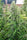 Auto Malawi x Northern Lights - Mandala Seeds Shop Ace Seeds