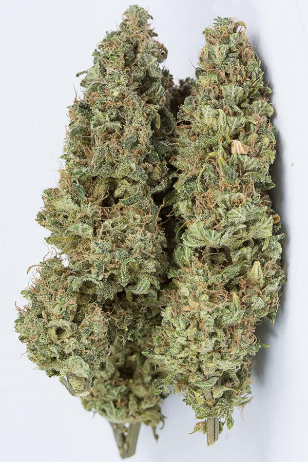 Auto OG Kush - Mandala Seeds Shop Cheap Feminized Seeds