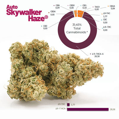 Auto Skywalker Haze - Mandala Seeds Shop Dutch Passion