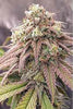 Auto Skywalker Haze - Mandala Seeds Shop Dutch Passion