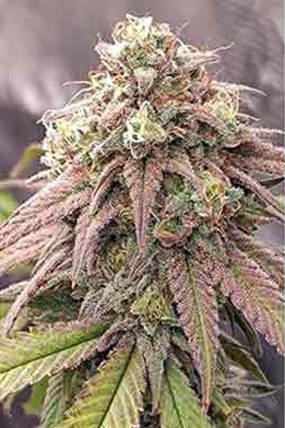 Auto Skywalker Haze - Mandala Seeds Shop Dutch Passion