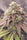 Auto Skywalker Haze - Mandala Seeds Shop Dutch Passion