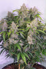 Auto Skywalker Haze - Mandala Seeds Shop Dutch Passion