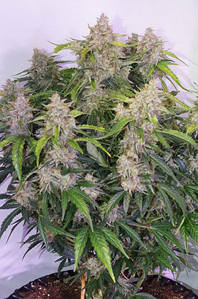 Auto Skywalker Haze - Mandala Seeds Shop Dutch Passion