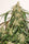 Auto Skywalker Haze - Mandala Seeds Shop Dutch Passion