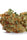 Auto Somango Glue - Mandala Seeds Shop Cheap Feminized Seeds