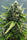 Auto Zamaldelica - Mandala Seeds Shop Ace Seeds