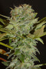 Balkh Hash Plant - Mandala Seeds Shop Khalifa Genetics