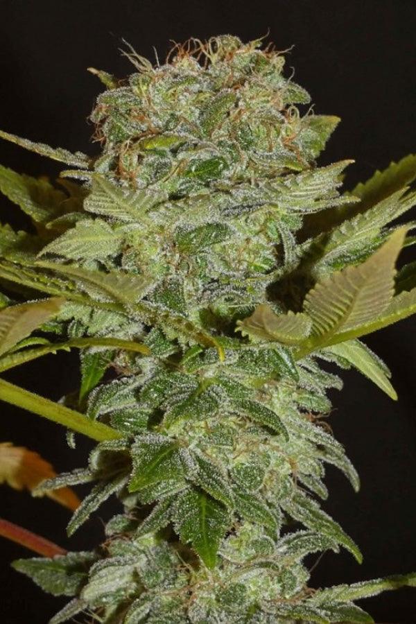 Balkh Hash Plant - Mandala Seeds Shop Khalifa Genetics