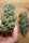 Balkh Hash Plant - Mandala Seeds Shop Khalifa Genetics