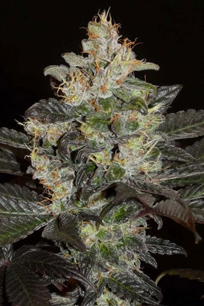 Balkh Hash Plant