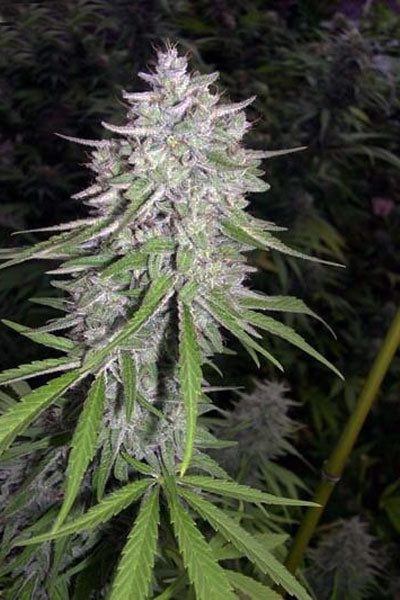 Bangi Haze - Mandala Seeds Shop Ace Seeds