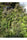 Biddy Early - Mandala Seeds Shop Serious Seeds