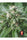 Biddy Early - Mandala Seeds Shop Serious Seeds