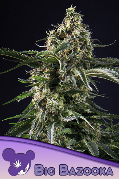 Big Bazooka - Mandala Seeds Shop Anesia