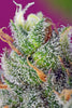 Black Jack CBD - Mandala Seeds Shop Sweet Seeds