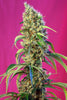 Black Jack CBD - Mandala Seeds Shop Sweet Seeds