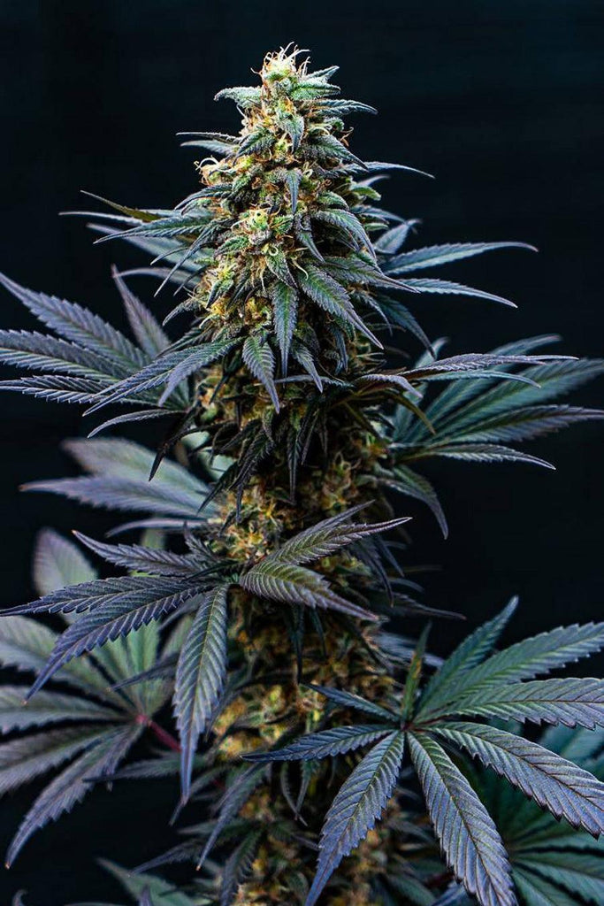 Black Lebanon - Mandala Seeds Shop Super Sativa Seed Club