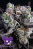 Blackberry Moonrocks - Mandala Seeds Shop Anesia