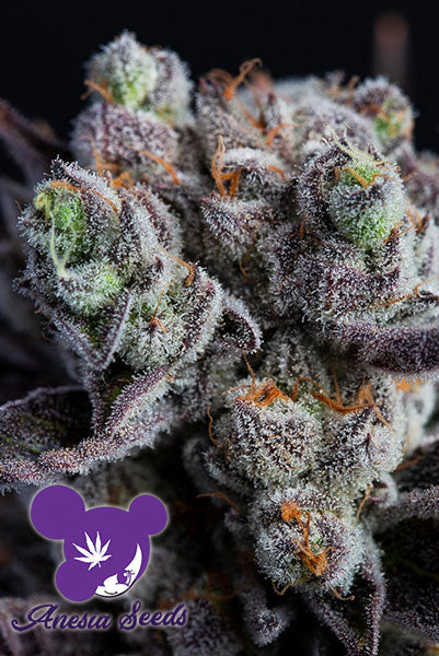 Blackberry Moonrocks
