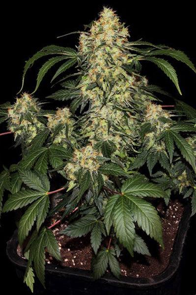 Blue Kush Berry - Mandala Seeds Shop Paradise Seeds