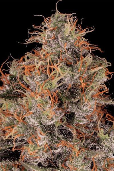 Blue Kush Berry - Mandala Seeds Shop Paradise Seeds