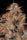 Blue Kush Berry - Mandala Seeds Shop Paradise Seeds