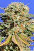 Bruce Banner #3 - Mandala Seeds Shop Original Sensible Seeds