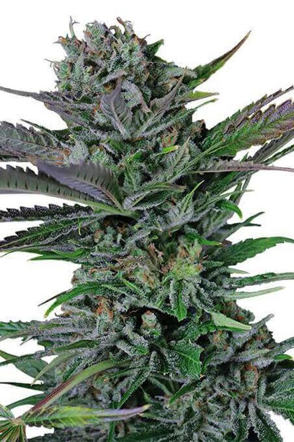 Bubble Gum x Somango - Mandala Seeds Shop Cheap Feminized Seeds