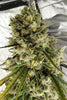 C5 Haze x Kali China (Limited Edition) - Mandala Seeds Shop Ace Seeds