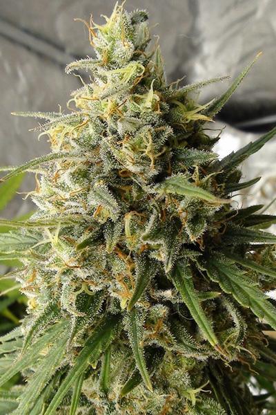 C5 Haze x Kali China (Limited Edition) - Mandala Seeds Shop Ace Seeds