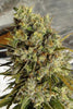 C5 Haze x Kali China (Limited Edition) - Mandala Seeds Shop Ace Seeds