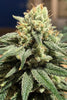 CBD #1 - Mandala Seeds Shop Ace Seeds