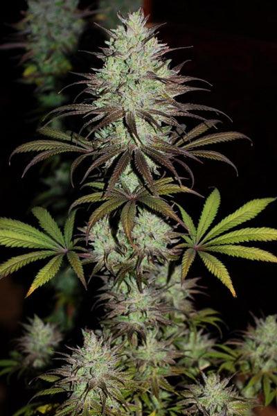 CBD #1