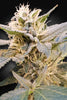 CBDelight - Mandala Seeds Shop Paradise Seeds