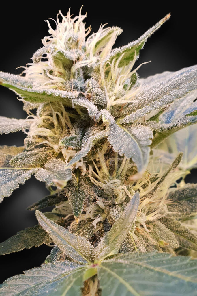 CBDelight - Mandala Seeds Shop Paradise Seeds