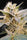 CBDelight - Mandala Seeds Shop Paradise Seeds
